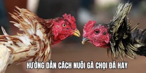 huướng dẫn cách nuôi gà chọi đá hay