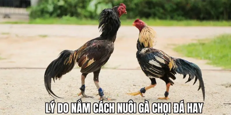 Lý do nên tìm hiểu hướng dẫn cách nuôi gà chọi đá hay